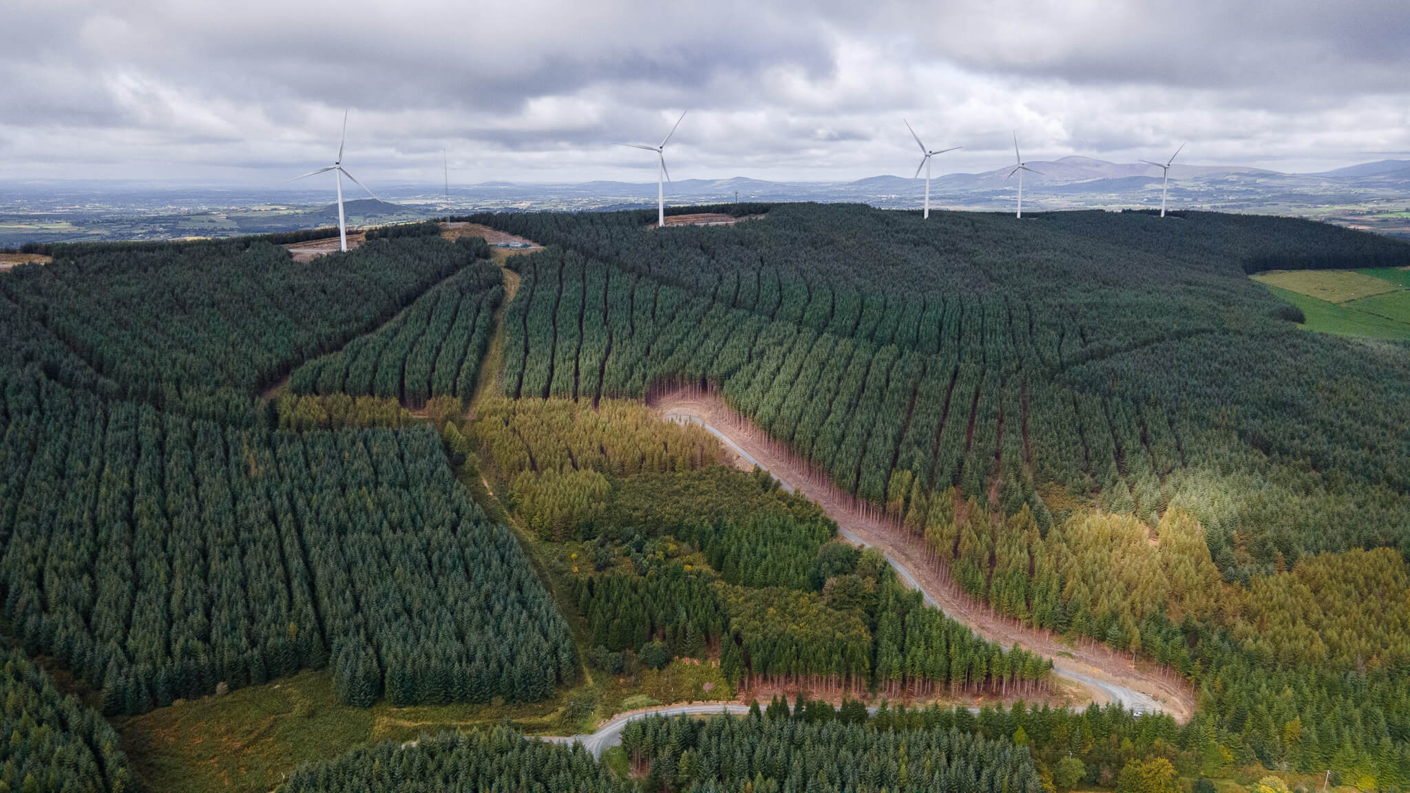 Forestry plots at Ballycumber Lane, County Wicklow.